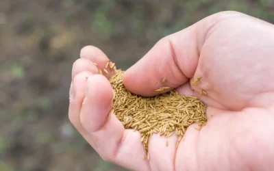 What Month Is Best to Put Grass Seed Down?
