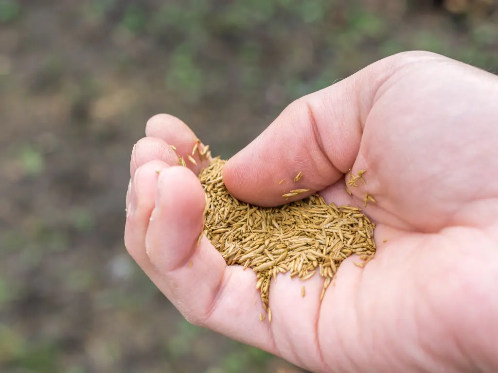 Hand holding grass seed before planting, demonstrating preparation and timing