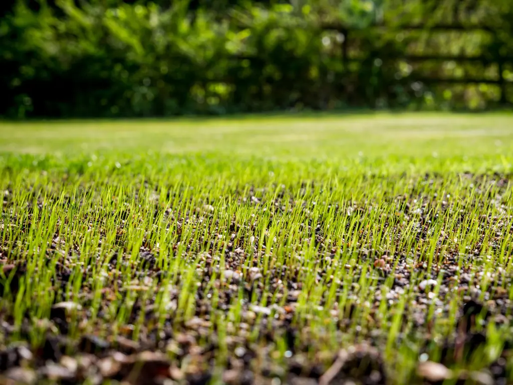 Freshly sprouted lawn after seeding – showing results of choosing the right time for seeding