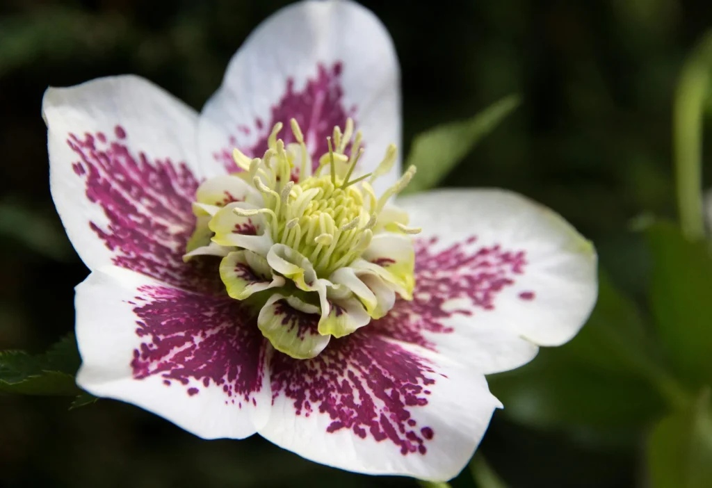 Flowers in winter showing intricate white and purple petals in a cold garden.