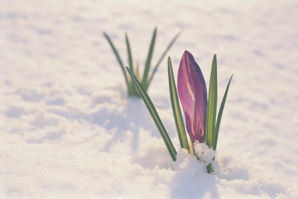 A purple flower bud emerges through the snow symbolizing the resilience of flowers in winter.