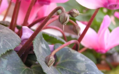 Flowers in Winter: Stunning Plants That Thrive in the Cold