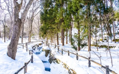 Winters Landscaping: Creating Beauty and Structure in the Cold Season