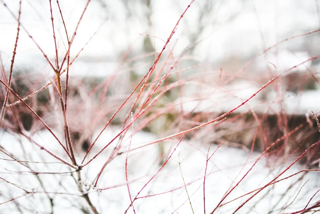Detailed closeup of red twig branches coated with frost against a snowy backdrop, showing natural accents that pair well with essential winter supplies.