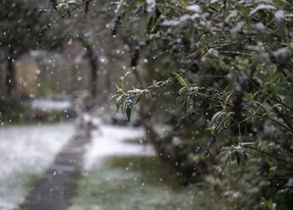 Close view of leafy branches lightly covered in snow while flakes fall in the background, capturing the moment before snow removal becomes necessary.
