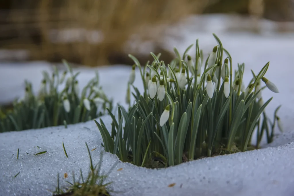 young green shoots breaking through snow near landscape supplies center.