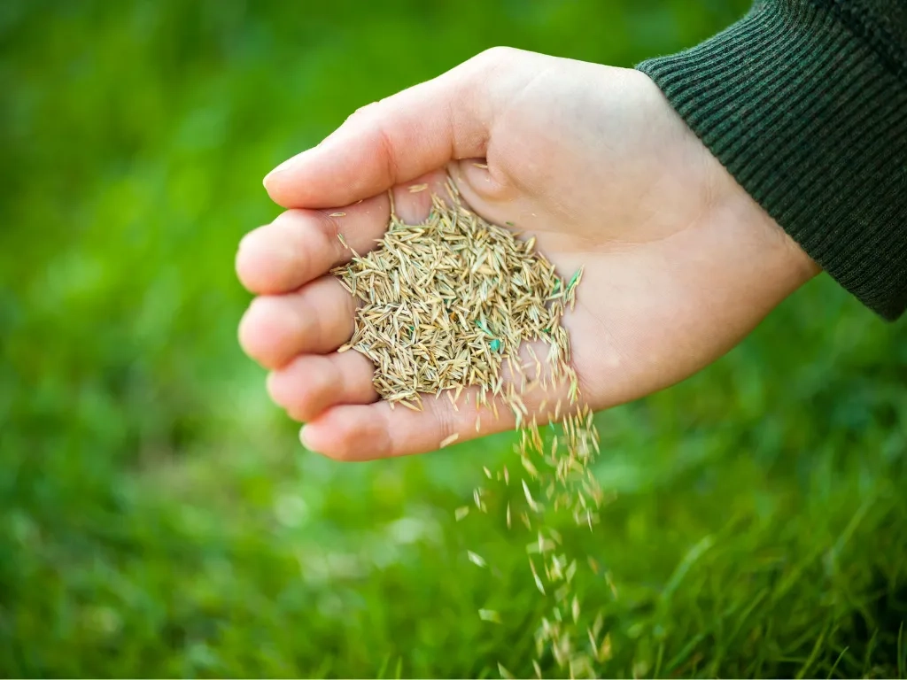 Grass seed falling from a hand onto green lawn grass outdoors.