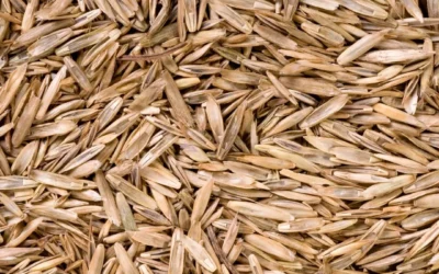 When to Plant Grass Seed?