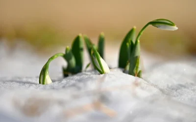 Can You Plant Grass Seed in the Winter?