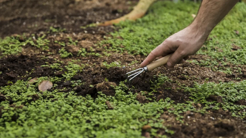 Hand holding a small garden tool loosening dark soil with tiny green seedlings growing across the ground.