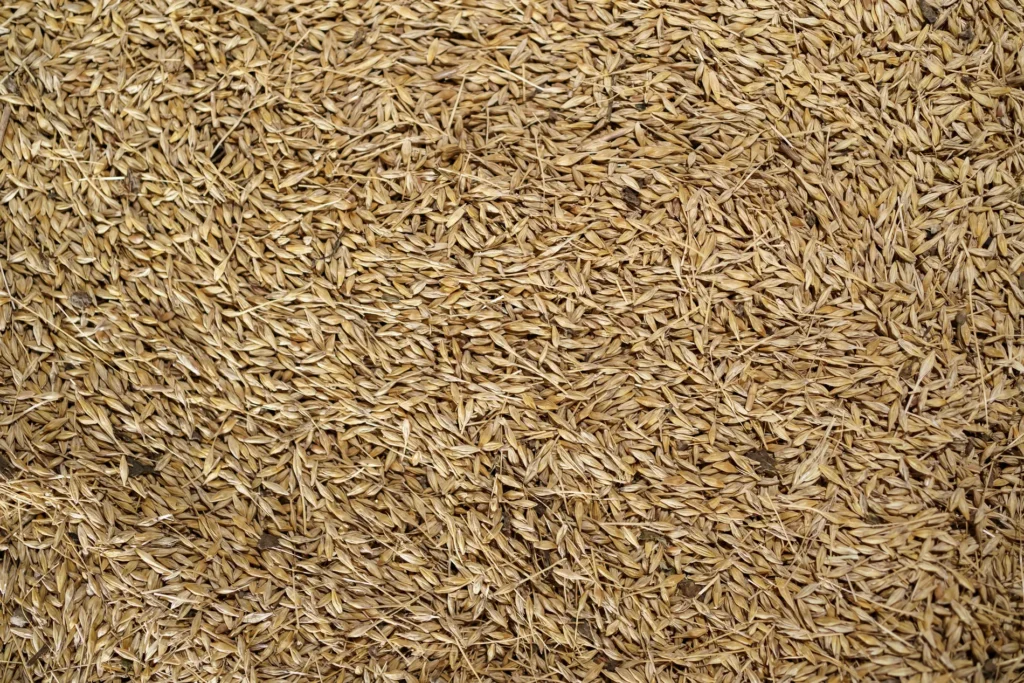 Close-up view of dry grass seeds spread densely across the surface, showing natural texture and light brown color.