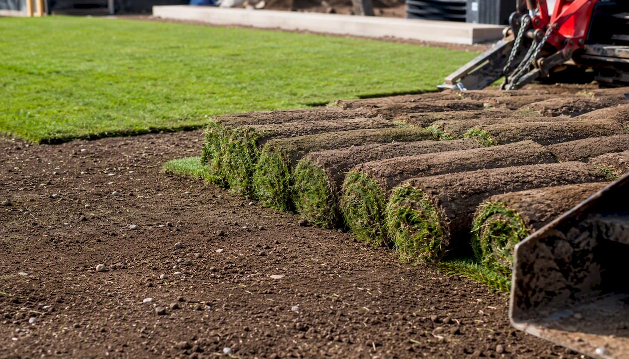 Fresh sod installation on graded commercial soil