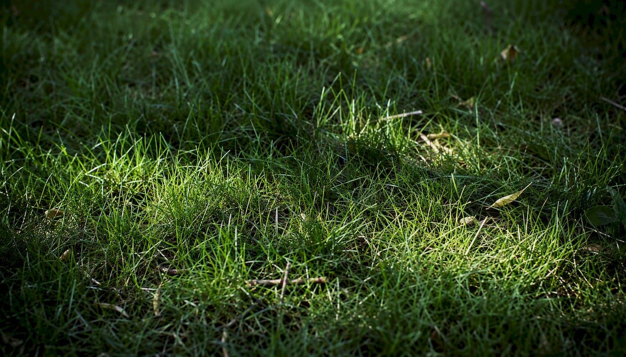 Close-up of fine fescue grass blades in shade