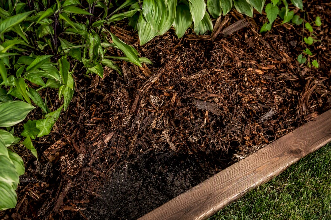 Organic wood mulch over dark garden soil